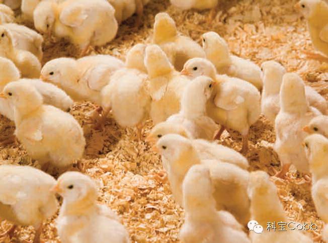 CC宝(中国集团)官方网站